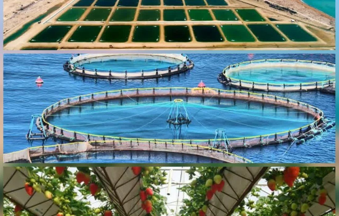 راه‌اندازی سامانه صدور مجوز کسب‌وکار حوزه شیلات و کشاورزی مناطق آزاد در قشم برای نخستین‌بار