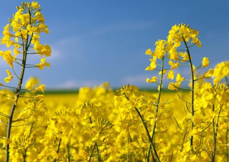 سرمایه گذاری و برنامه ریزی بلندمدت؛ لازمه خودکفایی در تولید دانه‌های روغنی