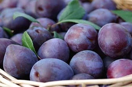 درآمد۵۵ میلیارد ریالی باغداران بیضایی از فروش آلو