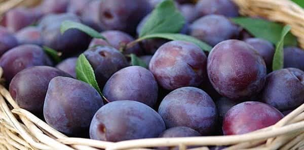 درآمد۵۵ میلیارد ریالی باغداران بیضایی از فروش آلو