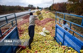 سیب آذربایجان غربی؛ سرمایهای که نباید هدر رود