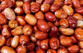 پیشبینی برداشت بیش از ۴۰ تن سنجد در آذربایجانغربی