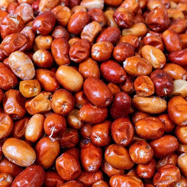 پیشبینی برداشت بیش از ۴۰ تن سنجد در آذربایجانغربی