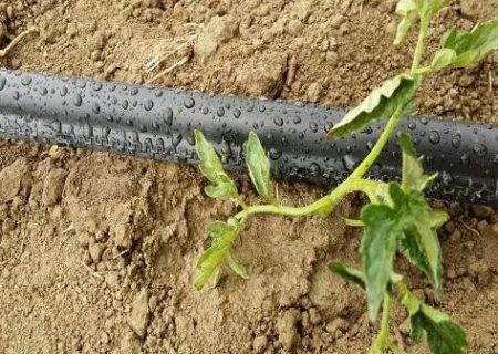 گسترش سامانه‌های آبیاری نواری در اولویت‌ چغندرکاران استان باشد