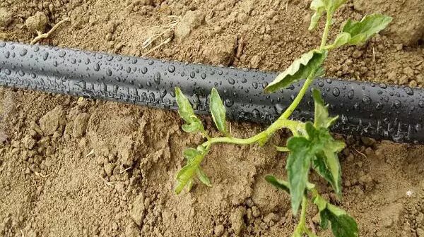 گسترش سامانه‌های آبیاری نواری در اولویت‌ چغندرکاران استان باشد