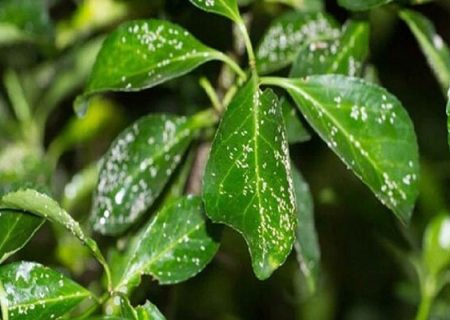 ارتقای سلامت محصولات و توسعه کنترل بیولوژیک آفات