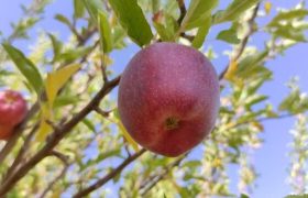 سرما و تگرگ تولید سیب در مهاباد را یک چهارم کاهش داد